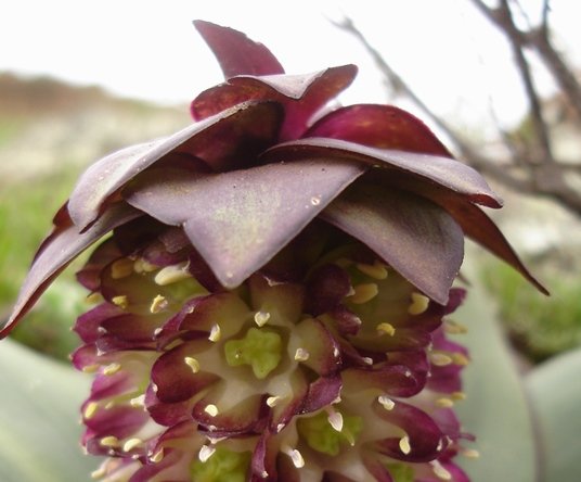 Eucomis schijffii floral features